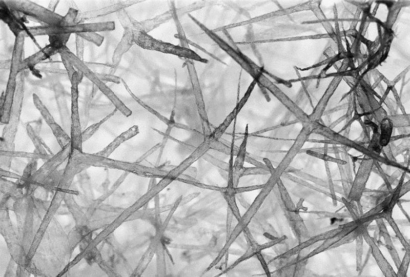 Within the fine network of hollow tubes measuring only a few micrometers in size incident laser beams are so strongly scattered that a homogeneous white light is produced. 