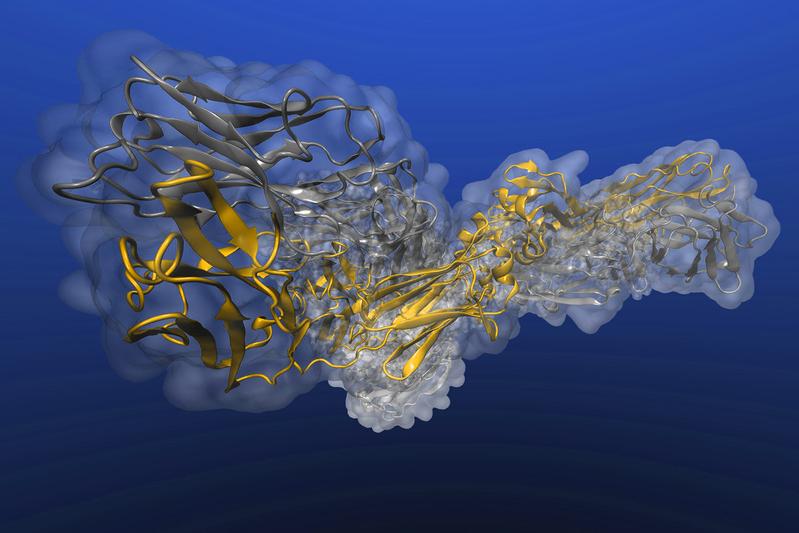 An example of an antibody (symbolic picture).