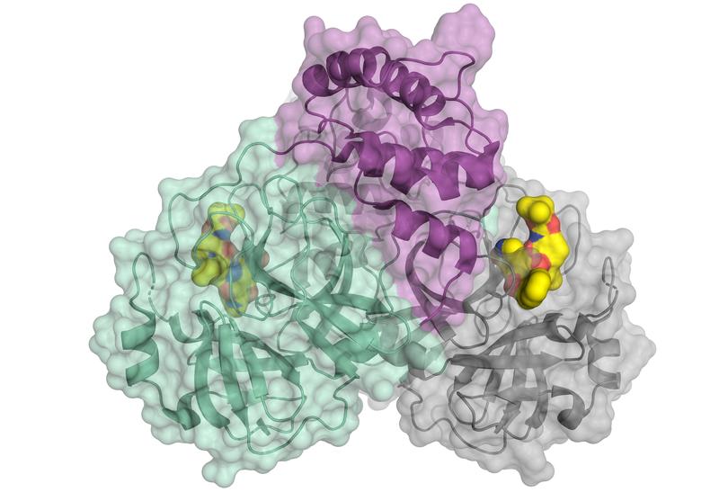 Schematische Darstellung der Coronavirus-Protease. 