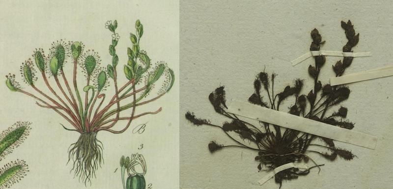 Drosera intermedia: Links, wie von F.G. Hayne in der Erstbeschreibung von 1798 gezeichnet und von J.S. Capieux graviert. Rechts der dazu passende, nun entdeckte Herbarbeleg aus München.