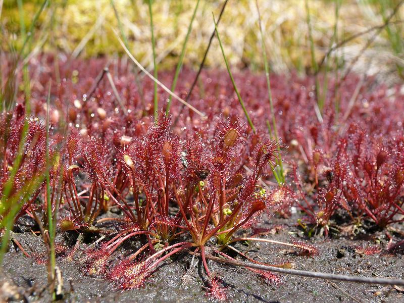 Drosera intermedia 2015 in einem Hochmoor in Bayern. 