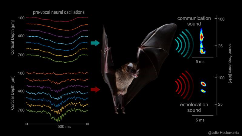 Different vocalization-related neural signals occurring across frontal cortex laminae (left) precede social calls (top) and echolocation calls (bottom)uttered by Carollia perspicillata.