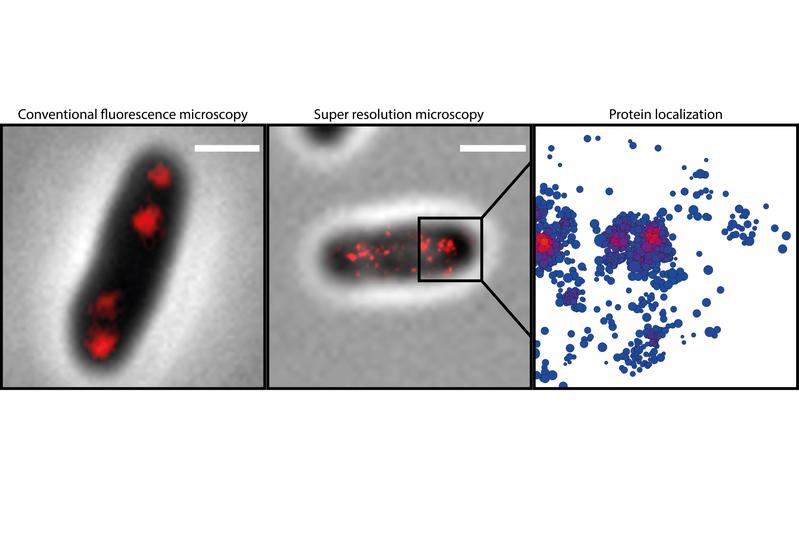 The red marked protein ParB in a bacterial cell (left); using high resolution microscopy shows single structures in ParB (middle); the molecular architecture of ParB (right).