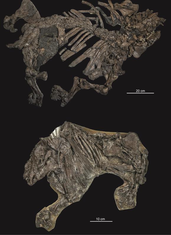 Außergewöhnlich gut erhaltene Skelette des frühen Tapirs Lophiodon (oben) und des Urpferdchens Propalaeotherium (unten) aus dem Mittleren Eozän der Fundstätte Geiseltal (Sachsen-Anhalt).