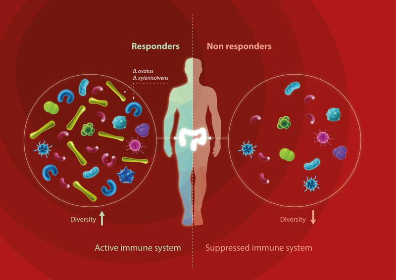 Schematic illustration of possible correlations between gut microbiome and diseases.