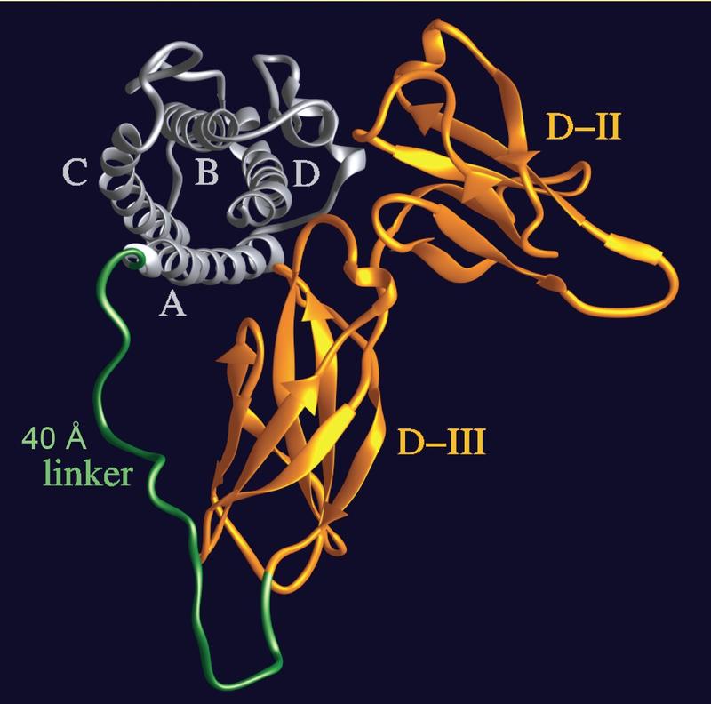 Beim Designer-Molekül “Hyper-IL-6” ist ein IL-6-Molekül fest mit seinem spezifischen löslichen Rezeptor verbunden. Hyper-Il-6 kann so sehr wirksam den IL-6-trans-Signalweg aktivieren.