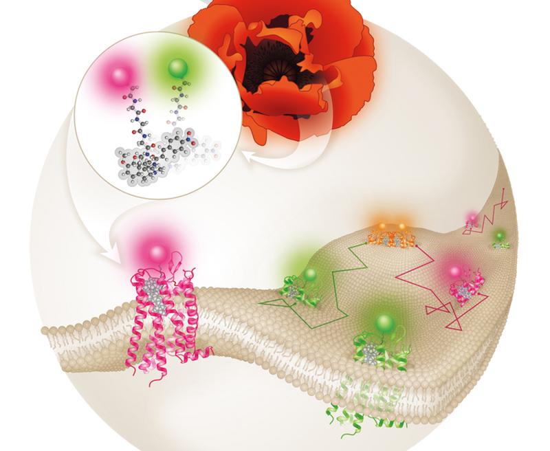 Using special ligands, it was possible to prove that opioid receptors are also present as pairs of two in the cell membrane. 