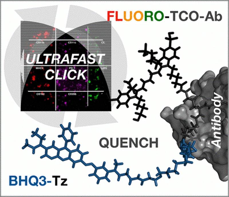 Forscher färbten Tumore und ihre Mikroumgebung, entfärbten und färbten sie erneut in rascher Folge mit fluoreszierenden Antikörpern – durch Anknüpfen eines Fluoreszenzlöschers per „Klick-Chemie“.