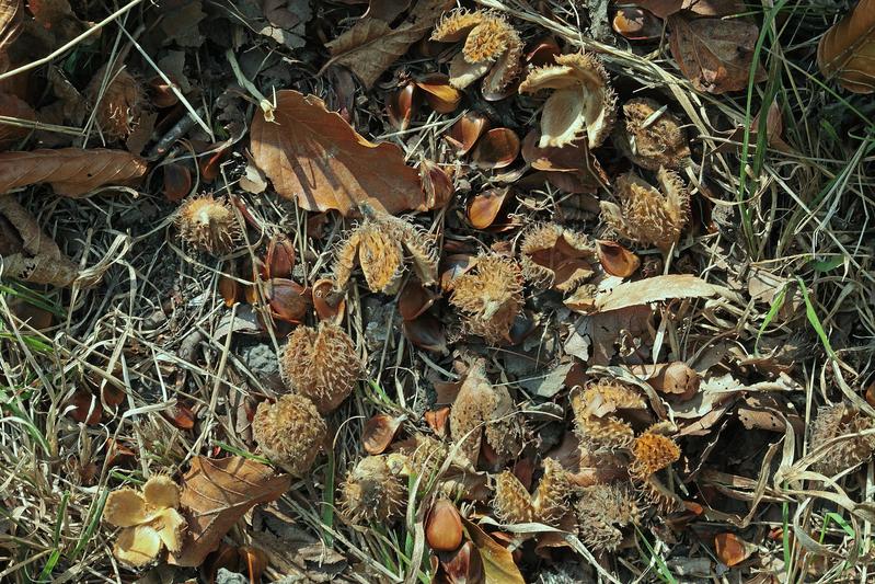 Im Herbst springen die Kapseln auf und die Bucheckern – die «Buchennüssli» - fallen heraus.