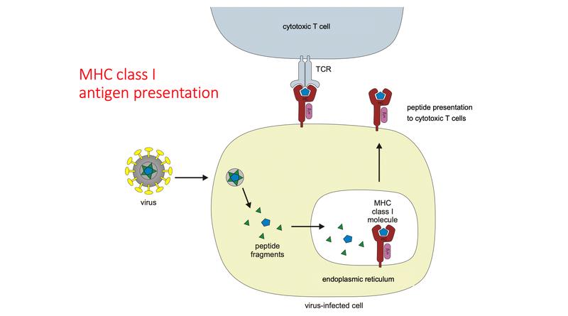 MHC class I antigen explained 