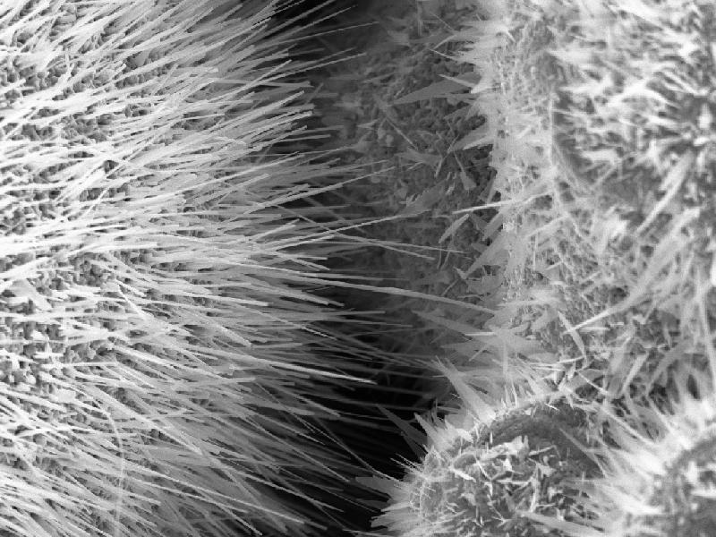 Die Sensoroberfläche unter dem Mikroskop: Aus metallischen Mikropartikeln lässt das Forschungsteam winzige Spitzen wachsen, an denen sich Gasmoleküle besonders gut verfangen.