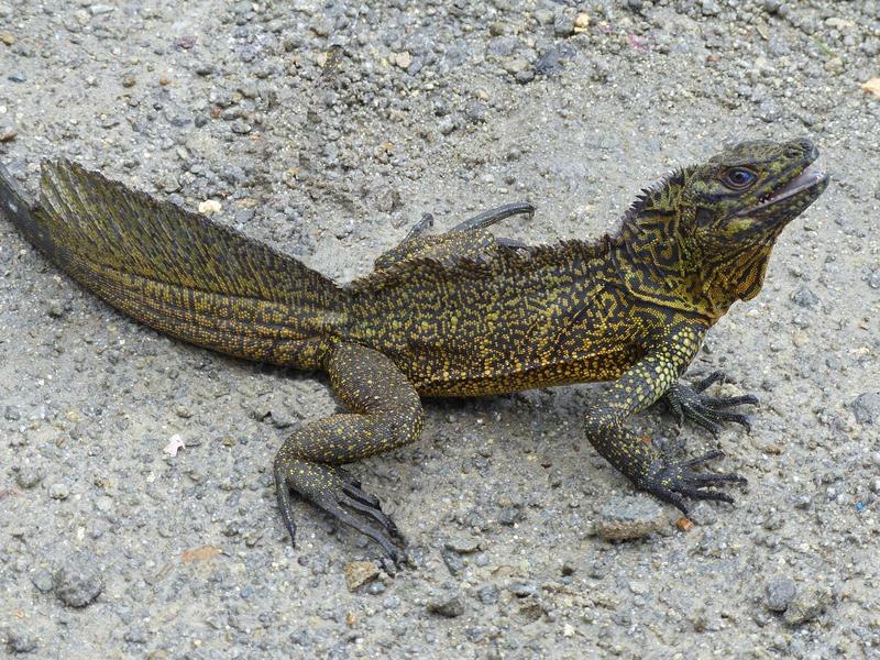 Männchen der Ambon-Segelechse (Hydrosaurus amboinensis) zeigen eine kontrastreiche grünlich schwarze Färbung. Vergrößerte Schuppen auf den Flanken fehlen. 