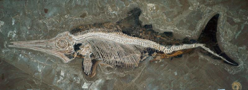 The fossil of the ichthyosaur Stenopterygius, 180 million years old, Baden-Württemberg