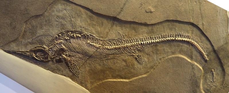 Fossil of a 240 million-year-old Mixosaurus