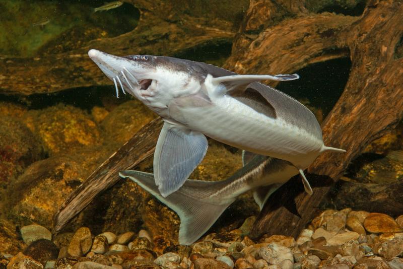 The Sterlet (Acipenser ruthenus) belongs to the sturgeons.  Its genome is an important piece of the puzzle in understanding the ancestry of vertebrates. 