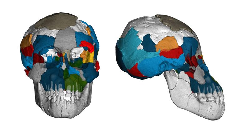 Drei Millionen Jahre alte Gehirnabdrücke in fossilen Schädeln der Art Australopithecus afarensis werfen ein neues Licht auf die Evolution des Gehirns.