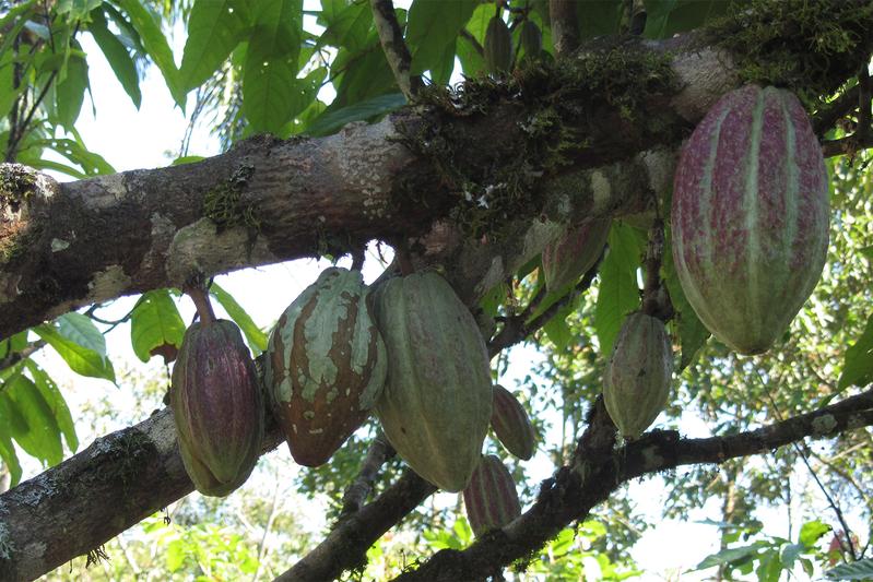 Kakaoplantage in Afrika