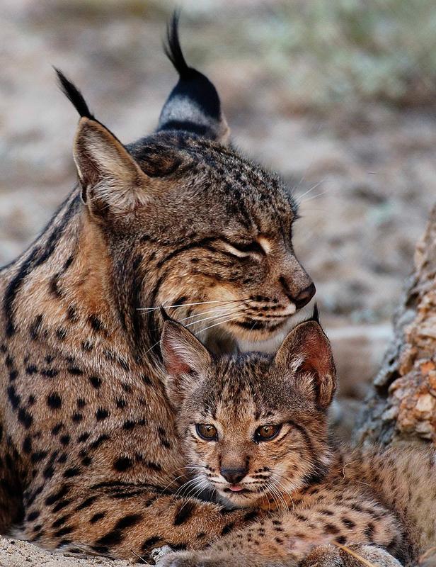 Iberischer Luchs