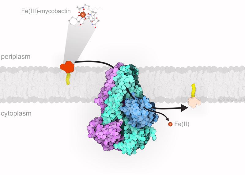 IrtAB (purple/turquoise/blue) sits in the inner membrane of M. tuberculosis and imports iron-loaded mycobactin (yellow/orange) from the host cell into the bacterial cell, where iron is released.