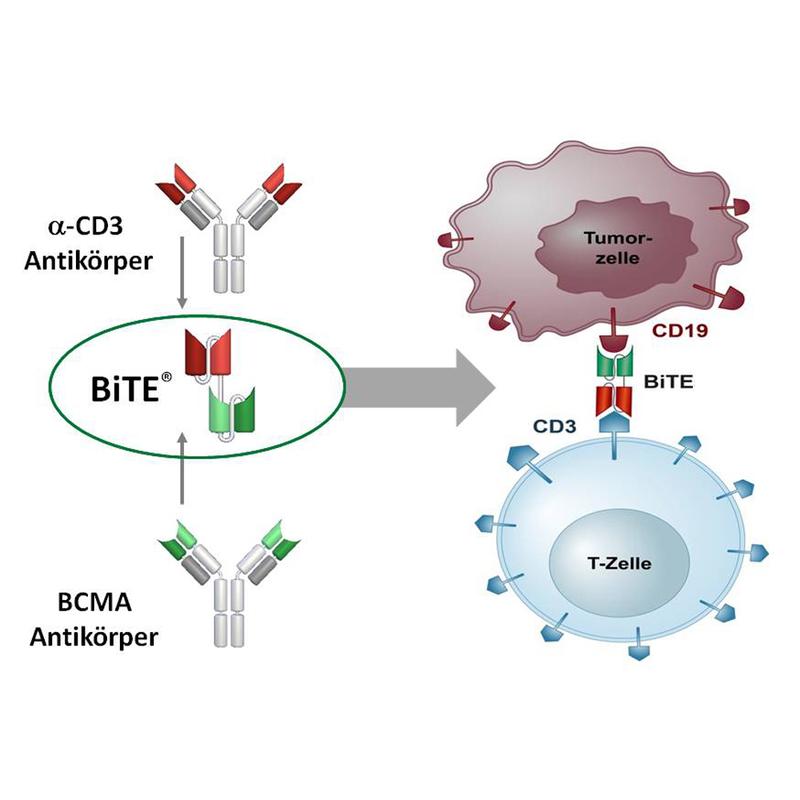 Der mit der BiTE-Technologie hergestellte bispezifische Antikörper ist in der Lage, T-Zellen an die Myelom-Zellen zu binden und so deren Zerstörung einzuleiten.
