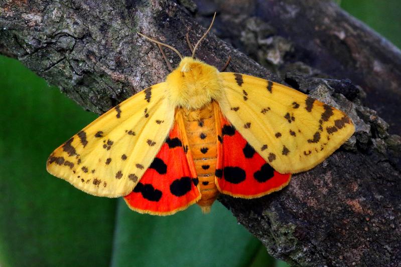 Der Purpurbär (Rhyparia purpurata) wurde auf dem Biohof nachgewiesen und ist in Bayern recht selten geworden. Er steht auf der Roten Liste in der Gefährdungsstufe 3 ("gefährdet").