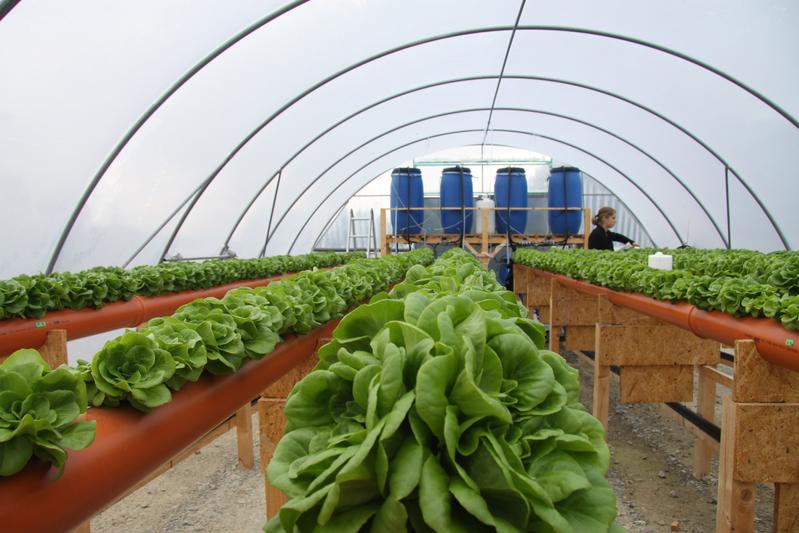 View into the HypoWave greenhouse 