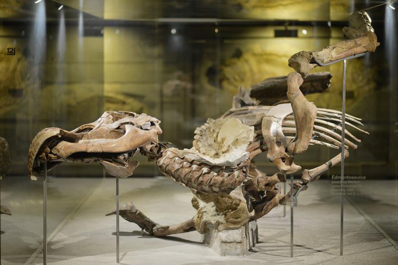 Die Edmontosaurus-Mumie im Senckenberg Naturmuseum in Frankfurt. 