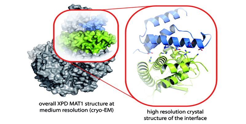 Struktur des Proteinkomplex´ der Proteine XPD (grün) und MAT1 (blau). Die Ausschnittsvergrößerung zeigt die hoch aufgelöst Röntgen-Struktur der Binderegionen beider Proteine.