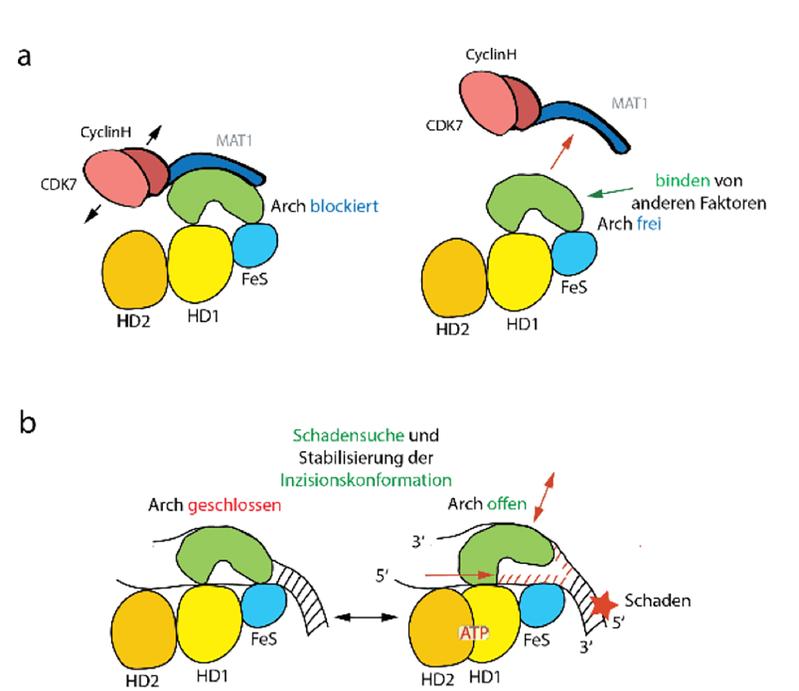 Beteiligung der Arch-Domäne am Helikase-Mechanismus. (a) Schematische Darstellung der Regulierung von XPD durch MAT1 in Transkription und NER. (b) Darstellung der möglichen XPD Arch-Domänen Dynamik