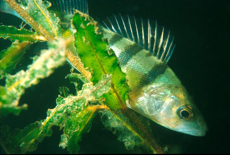 The European perch is sensitive to light pollution.