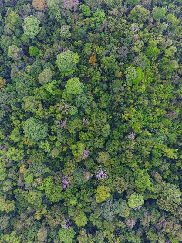 Fast 300 Baumarten wachsen in dem 50-Hektar-großen und ursprünglichen Wald auf Barro Colorado Island in Panama.