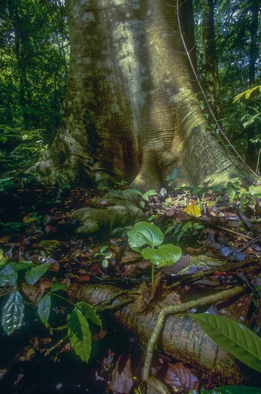 Stamm und Sprößling eines langlebigen Pionieres (Cavanillesia platanifolia). Die riesigen Bäume machen einen Großteil der Biomasse in diesem tropischen Wald aus.