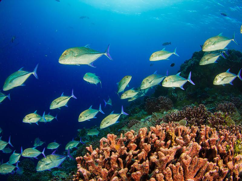 The existence of coral reefs is in danger all over the world. Scientific findings that contribute to their protection will be discussed at the ICRS in Bremen in July 2021. 