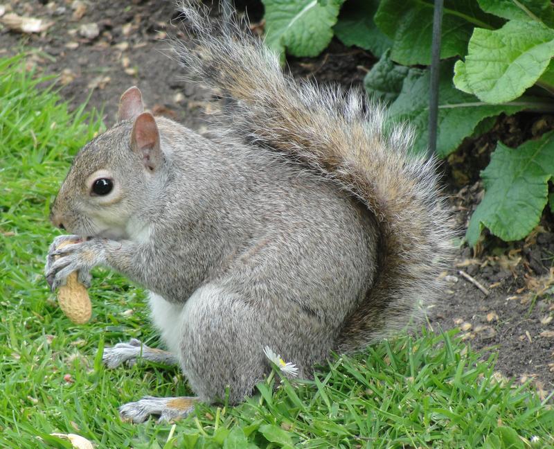 Das Grauhörnchen ist in der Poebene in Nord-Italien eingeschleppt und verdrängt dort das Eichhörnchen. Bekämpfungsmaßnahmen des Grauhörnchens wurden durch öffentliche Proteste verhindert. 