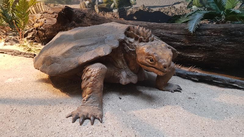 Lebendrekonstruktion der Schildkröte Proganochelys quenstedti aus dem Naturkundemuseum Stuttgart.