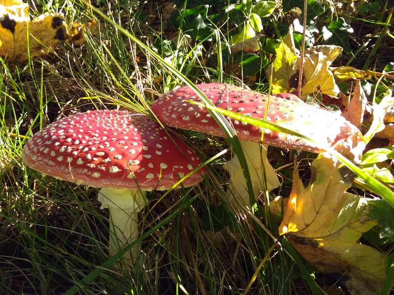The toxic effects of the fly agaric are caused by the active substance ibotenic acid and muscimol. 