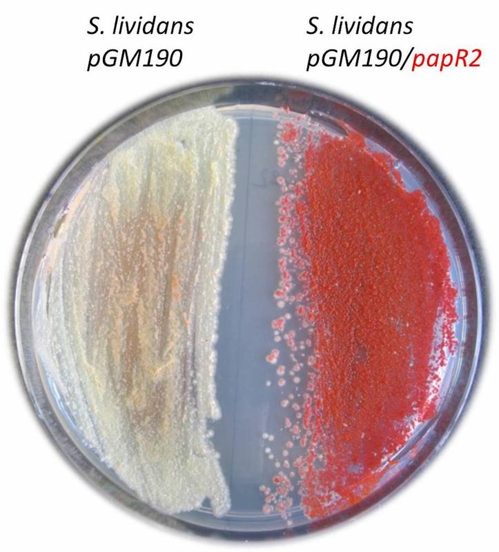 Wachstum von Streptomyces lividans auf Agarplatte. Links die Kontrolle, rechts der Stamm mit dem SARP-Überexpressionkonstrukt (pGM190/papR2).