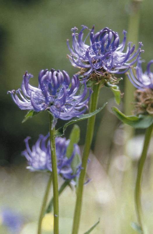 Auch sie gehört zur Flora Thüringens: die Kopfige Teufelskralle.