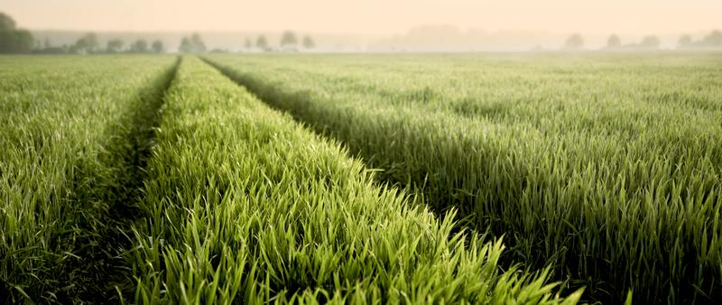 Viele landwirtschaftliche sowie dem Lebensmittel- und Gesundheitssektor zugehörige Betriebe stehen aufgrund der Corona-Krise vor dem Problem, dass Personalressourcen nicht ausreichen (Symbolbild).