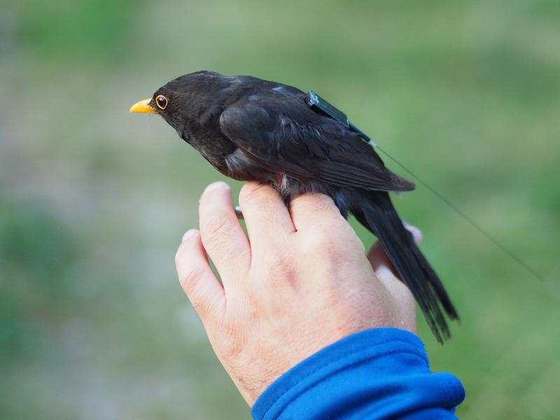 Im Sommer sollen die ersten Amseln mit den ICARUS-Sendern ausgestattet werden. 