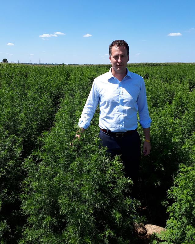 ArtemiLife Inc. CEO Adam Maust in Artemisia annua fields