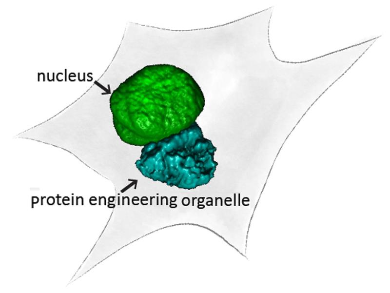 Designer organelles for the production of a synthetic protein within a cell