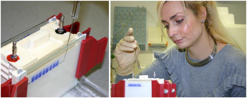 Susanne Hellmuth M. Sc, PhD student at the Department of Genetics at the University of Bayreuth, here loading samples for the separation of proteins and their subsequent immunological detection. 