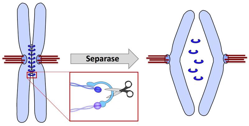 The separase cuts the cohesin rings, which hold the sister chromatids together. These then migrate to the opposite poles of the spindle apparatus. 