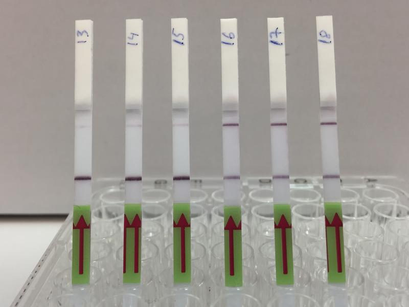 Flow Assay: Die Streifen zeigen 3 Proben von Patient*innen, die negativ für das BK-Virus sind (13,14,15) und 3 Proben, die positiv sind (16,17,18).Die obere Bande zeigt ein positives Testergebnis an.