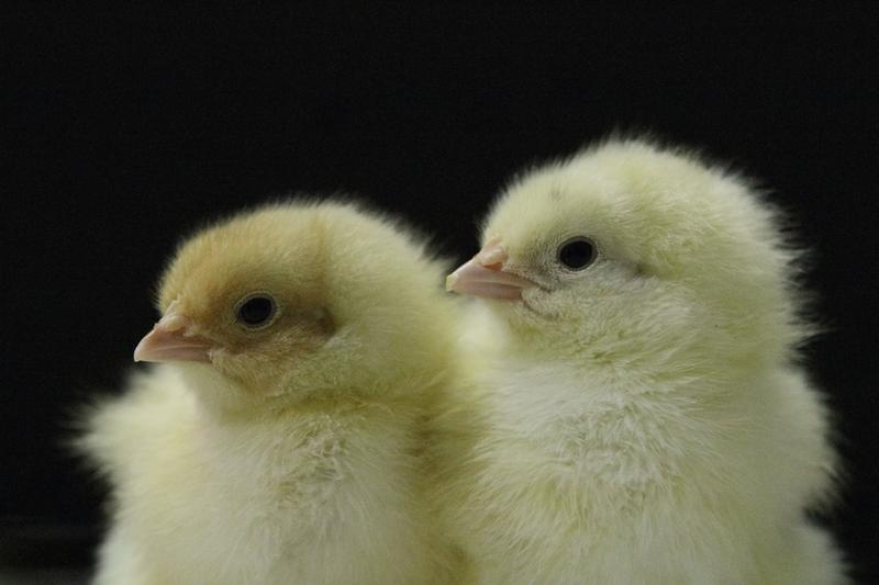 Hühner sind kaum in der Lage, den pflanzlich gebundenen Phosphor zu verdauen und scheiden ihn ungenutzt wieder aus. 