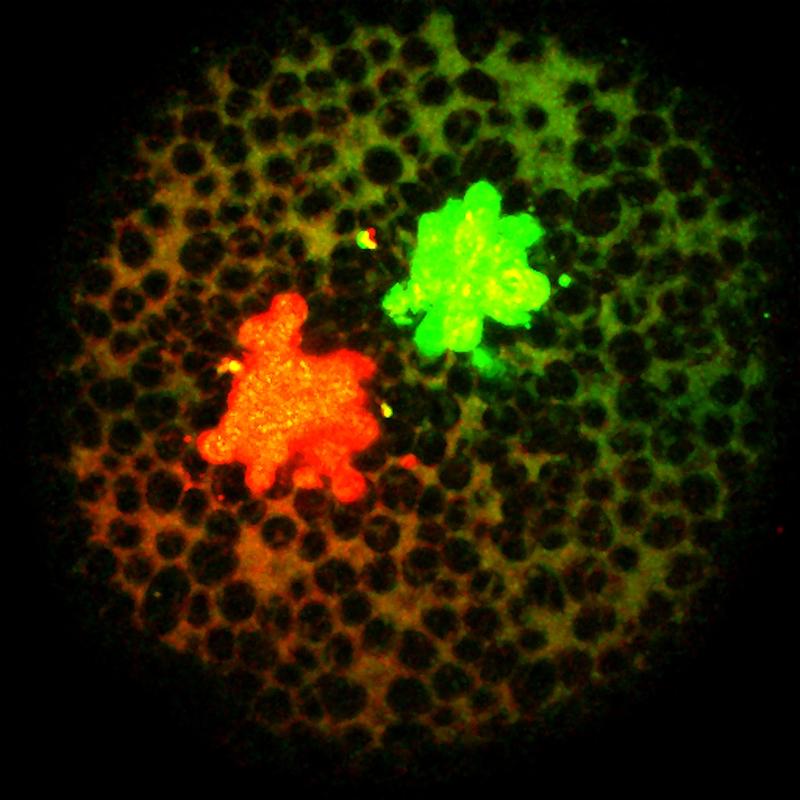 The signaling molecules labeled with fluorescent proteins. 