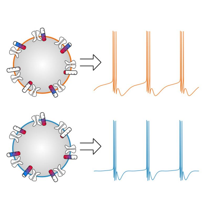 Two model neurons (left) can show similar firing pattern (right) despite differences in the individual levels of ion channel expression. This notion is termed “degeneracy”.
