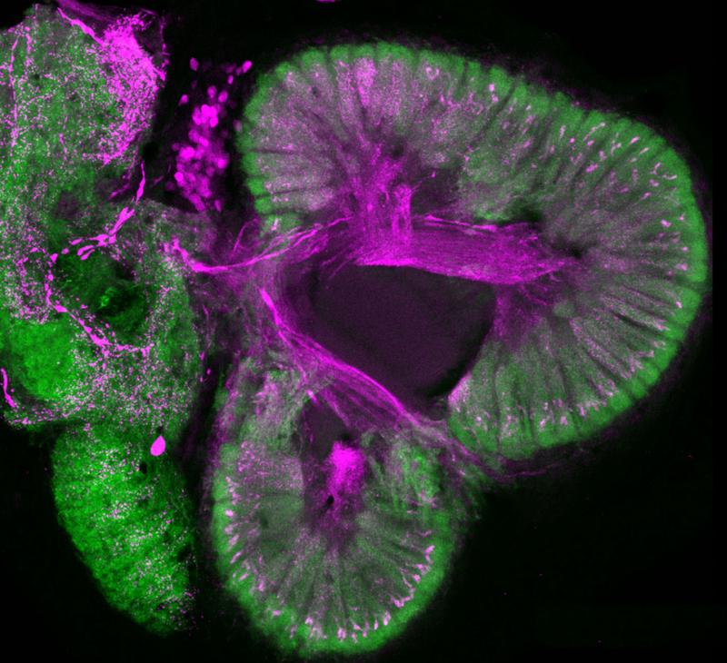 Mikroskopischer Einblick in das Riechzentrum im Gehirn eines Krebstieres 