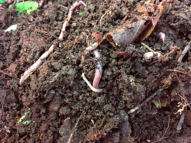Earthworms are able to penetrate the arctic soil within just a few minutes. 